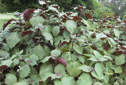 Chuẩn bị 1 nắm là tía tô rồi làm theo cách này, da đen lì cũng trắng nõn nà