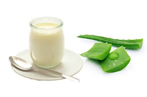 Cách làm sữa chua nha đam bằng nồi cơm điện ngon khó cưỡng