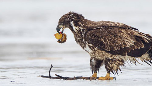'Sát thủ' đại bàng đi săn vịt và cái kết