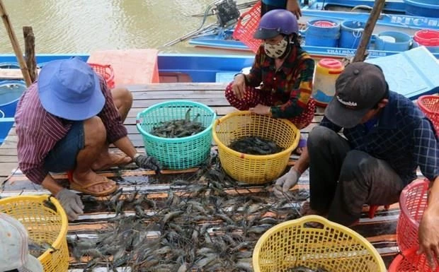 giá tôm nguyên liệu, nhất là tôm sú biến động rất mạnh, làm hàng trăm ngàn hộ dân nuôi tôm tại Cà Mau gặp nhiều khó khăn.