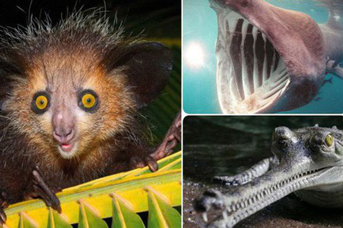 7 "quái vật" nhìn mặt thì nguy hiểm kinh hoàng nhưng hóa ra lại hiền lành dễ thương