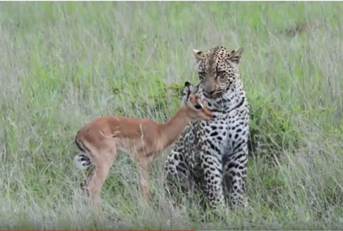 CLIP: Khó tin trước cảnh tượng báo hoa mai làm "bảo mẫu" của linh dương