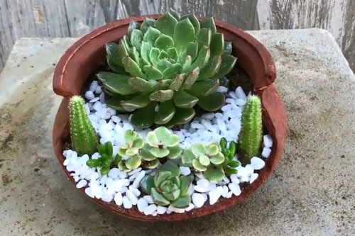 CLIP: Hướng dẫn tái chế chậu cây vỡ để trồng sen đá đẹp lung linh