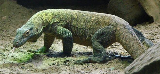 Lý giải về các