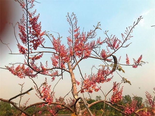 Về Đồng Tháp, nên ngắm vẻ đẹp của những bông ô môi