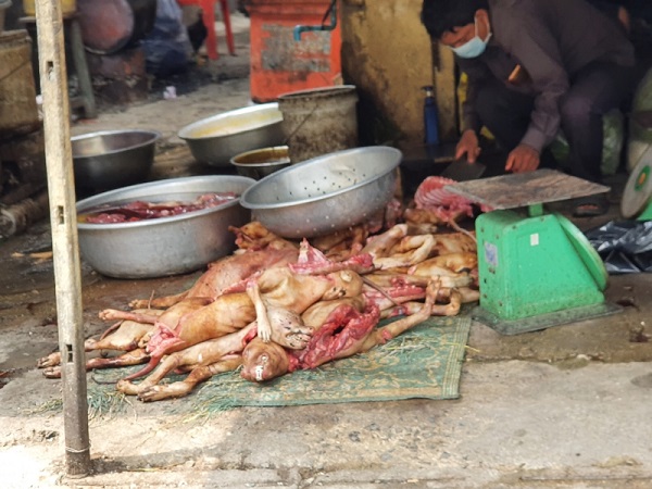 FOUR PAWS cảnh báo hiểm họa đại dịch mới khi dịch vụ ship thịt chó, mèo có dấu hiệu bùng nổ