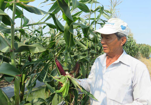 Long An: Thu nhập cao từ trồng bắp nữ hoàng đỏ