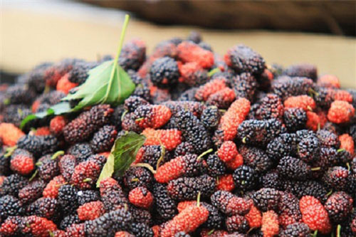 Những lưu ý khi sử dụng quả dâu tằm làm đồ uống ngày hè