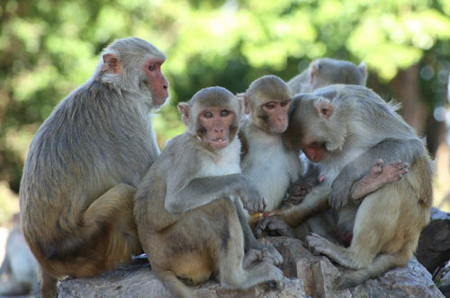 Sau tháng 4 Dương lịch, 4 con giáp này dễ gặp vận may, tiền đè 'ngộp thở', tình đỏ như son