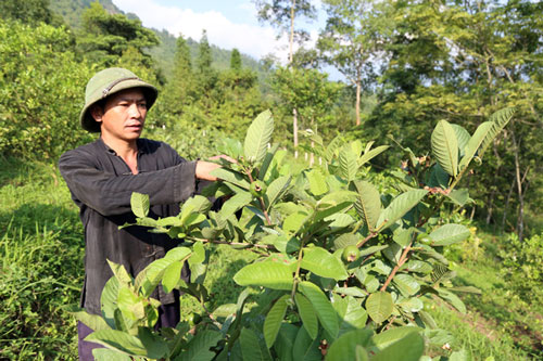 Lào Cai: Chuyển đổi cây trồng, nâng cao thu nhập cho người dân