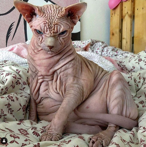 Chú mèo có vẻ ngoài kỳ lạ nhất thế giới, da 'nhăn nheo như não người'