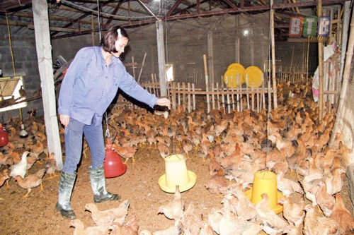Chị Trần Thị Lập chăm sóc đàn gà trong trang trại của gia đình.