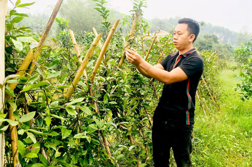 Tuyên Quang: Thanh niên làm giàu từ trang trại tổng hợp
