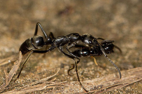 Loài kiến nào được đặt tên 'chiến binh' có thể chữa vết thương cho đồng loại?