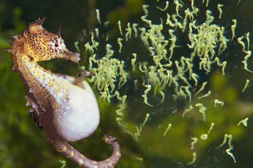 1001 thắc mắc: Tại sao cá ngựa đực lại mang thai?