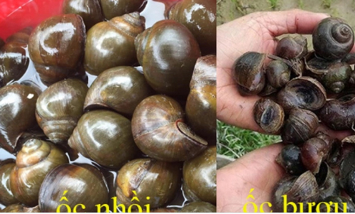 Cách phân biệt ốc nhồi ta, ốc bươu vàng nhanh và chuẩn nhất