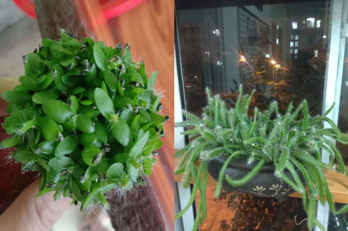 Trào lưu trồng thanh long làm cảnh khiến dân mạng thích thú: Cách trồng vô cùng đặc biệt