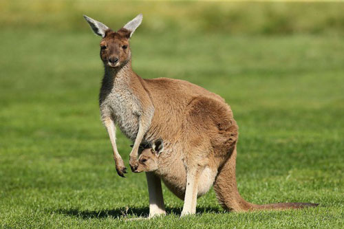 1001 thắc mắc: Chuột túi có được xếp vào bộ chuột không?