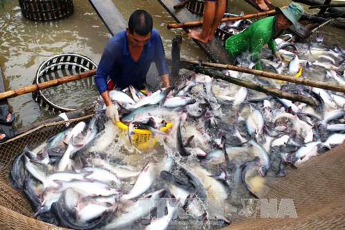 Xuất khẩu thủy sản giảm gây tác động mạnh giá trong nước