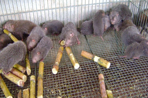 Quảng Nam: Nhiều mô hình nuôi dúi mang lại hiệu quả kinh tế cao