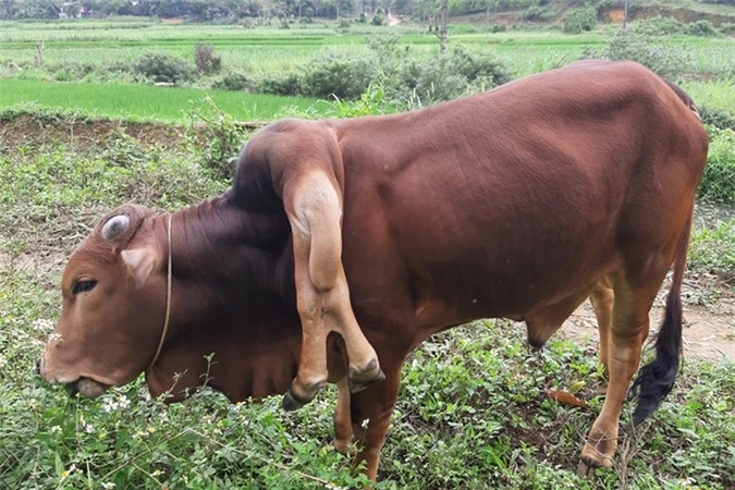 Ngoài 4 chân như bình thường, con bò của gia đình anh Tuấn có thêm cặp chân phụ trên cổ.