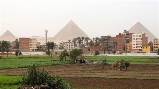  Những người nông dân đang làm việc trên một ruộng lúa gần Đại Kim tự tháp Giza ở ngoại ô Cairo. Ảnh chụp ngày 02 tháng 11 năm 2014 