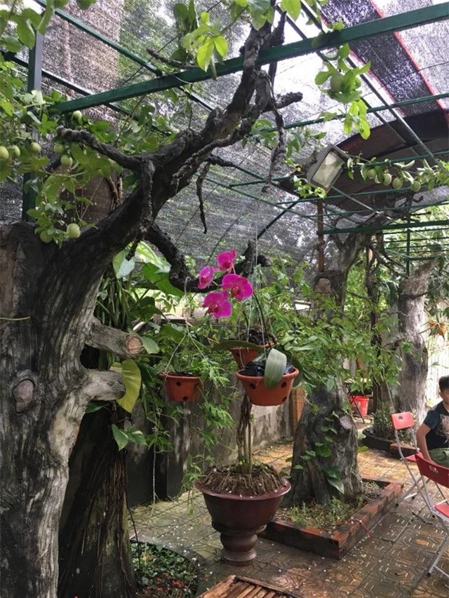 Nhà vườn 10.000m2 của nghệ sĩ Giang còi ngập hoa và trái cây - Ảnh 20.