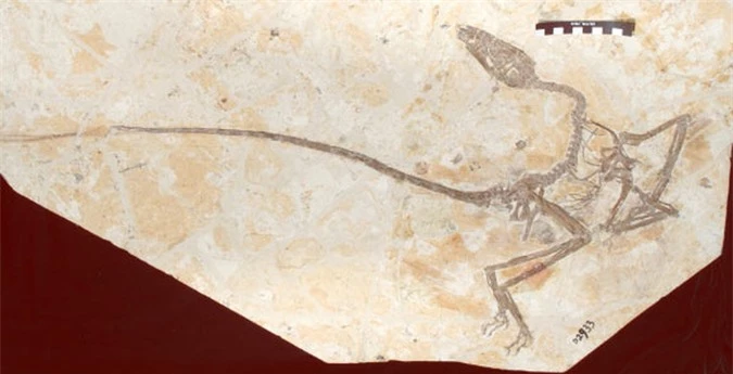 Châu Á: lộ diện quái thú đầu khủng long, đuôi phượng hoàng - Ảnh 2.