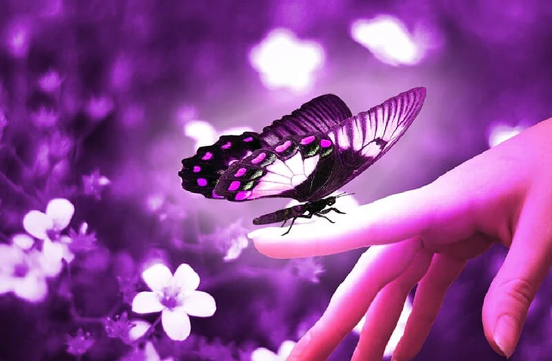 Nếu bướm bay vào nhà là dấu hiệu bạn sắp gặp may mắn