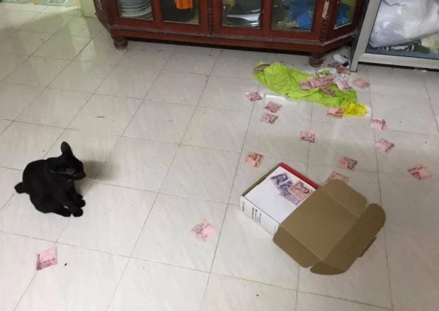 Cô vợ phát hiện "quỹ đen" của chồng nhờ chú mèo đánh rơi chiếc hộp.