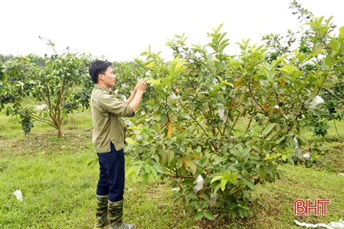 Hiện tại, 400 gốc ổi đã cho thu nhập, bình quân mỗi năm thu về 50 triệu đồng