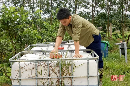 Anh Thuật nghiên cứu, ứng dụng phương pháp ủ men vi sinh bằng bã đậu để tưới cho cây trồng