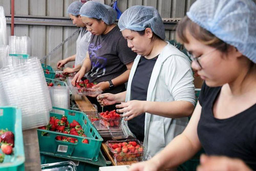 Cơ hội cho thị trường lao động tại Australia nhờ Hiệp định CPTPP