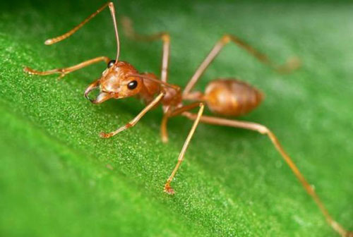 Mẹo đuổi kiến ra khỏi nhà chỉ bằng 1 thìa muối, vừa tiết kiệm lại không độc hại