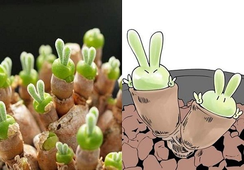 Loại cây tí hon biết "biểu cảm", bất cứ ai nhìn thấy cũng "đổ rầm rầm"