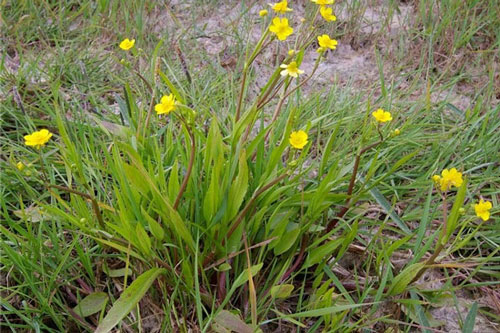 8 loài cây “thần chết” nơi đâu cũng có, tuyệt đối không được trồng hay chạm vào