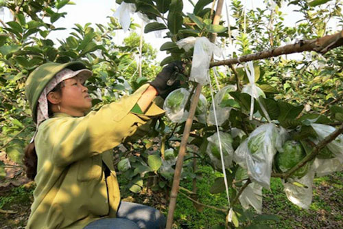 Hải Dương: HTX giúp nông dân giàu lên nhờ bán ổi VietGAP