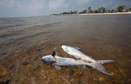 Vùng chết trên vịnh Mexico có thể đạt mức gần 21.000 km2