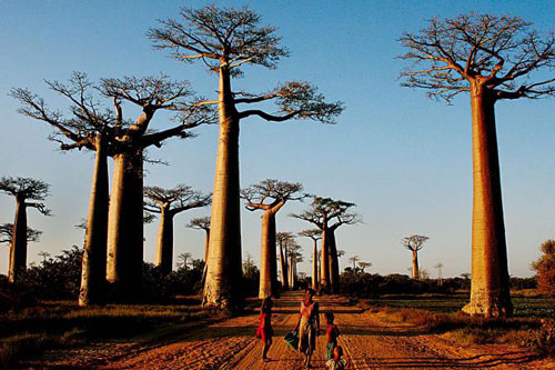 Tại sao có loài cây sống hơn 1.000 năm?