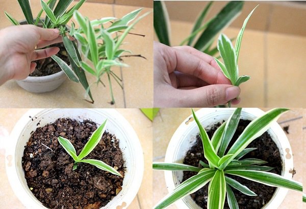 Vì sao mỗi người mệnh Thủy nên sở hữu một chậu lan chi? Cách chăm sóc loài cây này như thế nào?