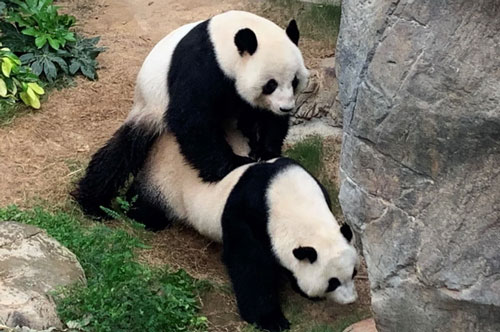 Công viên đóng cửa tránh dịch Covid-19, cặp đôi gấu trúc nổi tiếng giao phối thành công sau 10 năm thất bại khiến ai nấy đều vui mừng