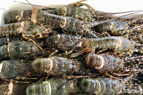 Tôm hùm baby lại giảm giá mạnh