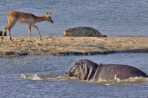 Linh dương Impala chết thảm vì bị hà mã và cá sấu ‘đánh hội đồng’