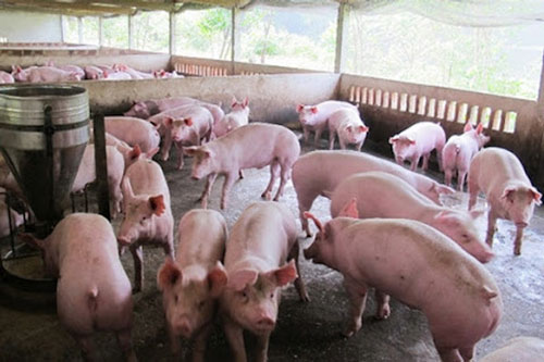 Đề nghị trang trại, hộ chăn nuôi giảm giá lợn xuống 70.000 đồng/kg