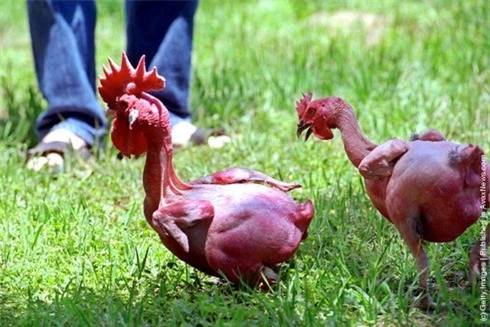 Các giống gà kỳ lạ trên thế giới - ảnh 1