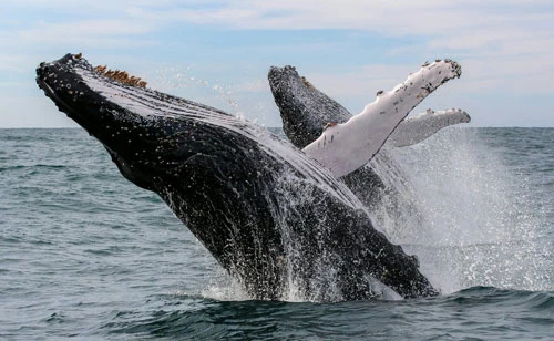Cá voi cần phóng đến các vùng biển ấm để… tắm rửa, dưỡng da.
