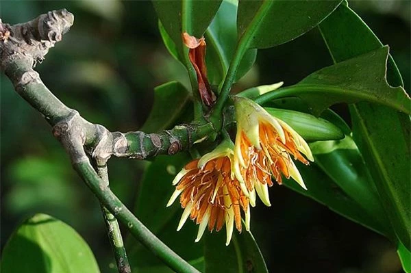 Kỳ lạ loài cây duy nhất ở Việt Nam có khả năng đặc biệt: Sinh và nuôi &#34;con” - 3