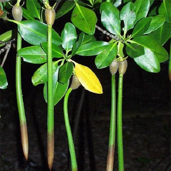 Kỳ lạ loài cây duy nhất ở Việt Nam có khả năng đặc biệt: Sinh và nuôi &#34;con” - 5