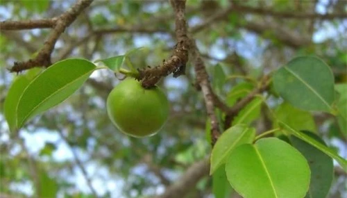 Loài cây có quả chín mọng, ngọt ngào nhưng nguy hiểm bậc nhất hành tinh - 1