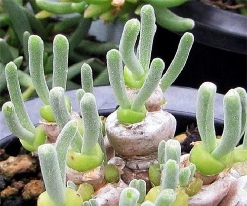 Lộ diện loại cây tí hon biết "biểu cảm", bất cứ ai nhìn thấy cũng "đổ rầm rầm" - 2